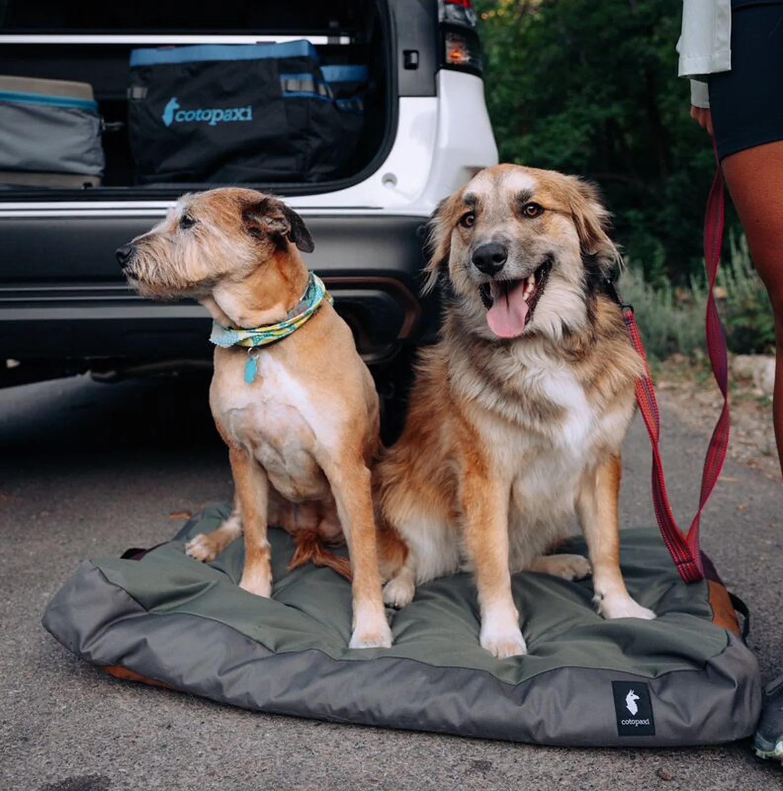 Del Día Dog Bed - Image 6
